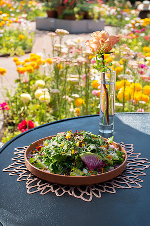 WebRes_FieldCornSalad001
