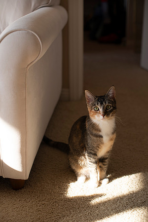 MaggieLucyKittensEDITED_4