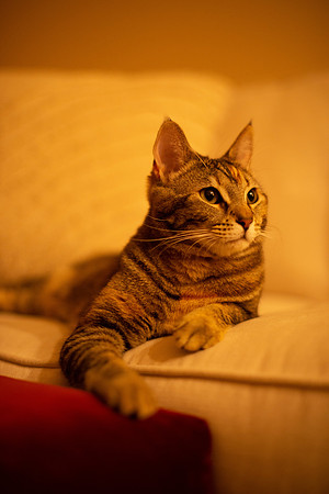 Maggie_AtNight_005