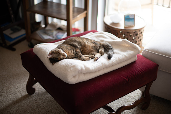 Maggie_Kitty_001