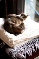 Cats_MaggieLucy_001