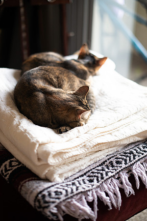 Cats_MaggieLucy_001