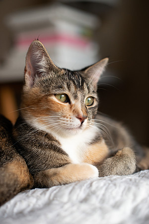 Cats_MaggieLucy_004