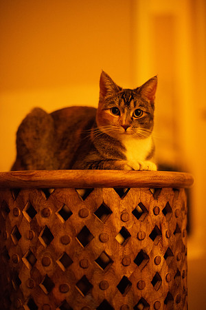 LUCYMAGGIES_KittyPics_001