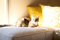 Cats_MaggieLucy_006