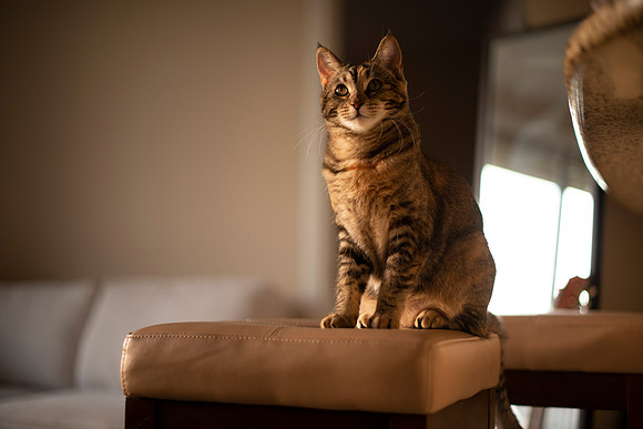 MaggieLucyKittensEDITED_3
