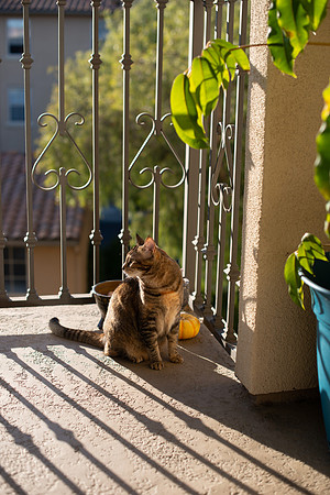 Maggie_Sunny_Patio_001
