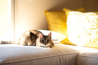 Cats_MaggieLucy_005