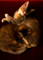 Cats_004