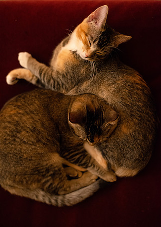 Cats_004