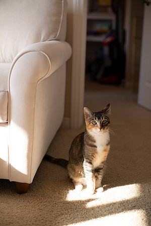 MaggieLucyKittensEDITED_7