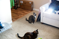 Cats_LightTest