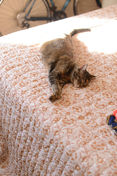 Maggie_sleepy_003