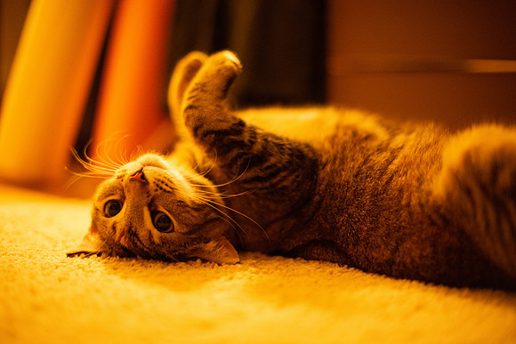 LUCYMAGGIES_KittyPics_003