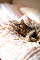 CATS_015
