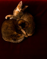 Cats_002