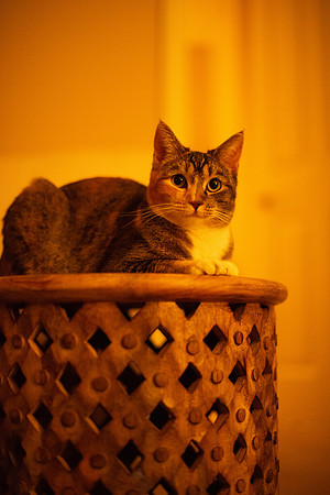 LUCYMAGGIES_KittyPics_002