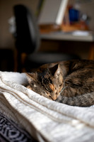 Cats_MaggieLucy_002