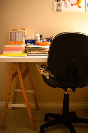 Cats_007