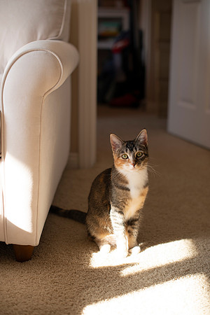 MaggieLucyKittensEDITED_5