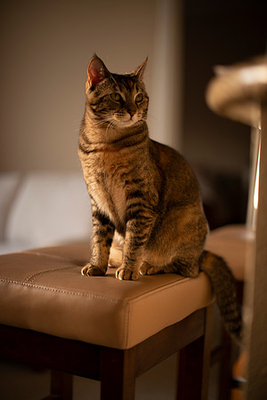 MaggieLucyKittensEDITED_2