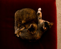 MaggieLucyKittensEDITED_6
