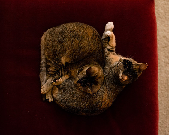 MaggieLucyKittensEDITED_6