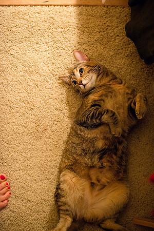 MaggieLucyKittensEDITED_20