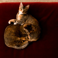 MaggieLucyKittensEDITED_9