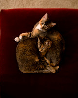 MaggieLucyKittensEDITED_3