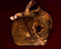 MaggieLucyKittensEDITED_1