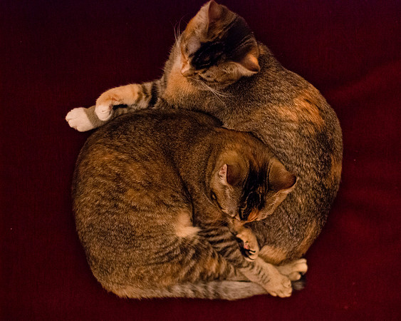 MaggieLucyKittensEDITED_1