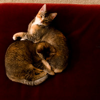 MaggieLucyKittensEDITED_12