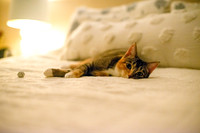 More cats edited