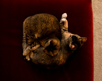MaggieLucyKittensEDITED_5