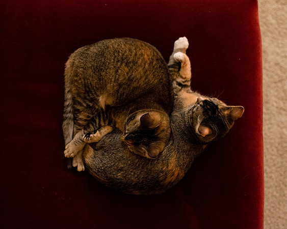 MaggieLucyKittensEDITED_5