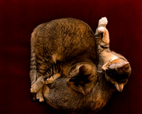 MaggieLucyKittensEDITED_7