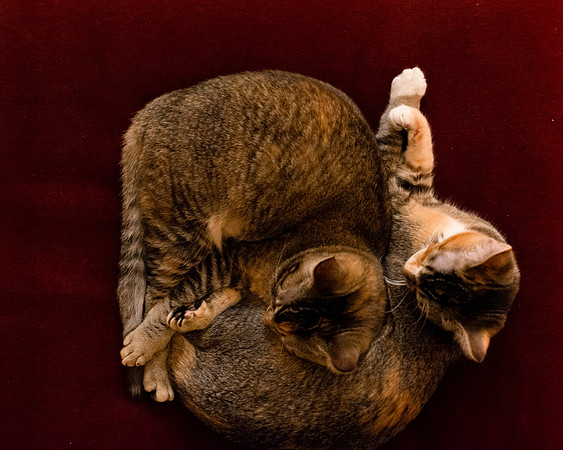 MaggieLucyKittensEDITED_7