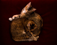 MaggieLucyKittensEDITED_2