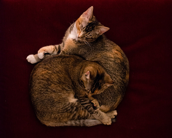 MaggieLucyKittensEDITED_2