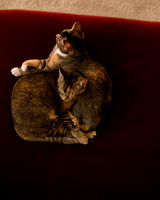 MaggieLucyKittensEDITED_4