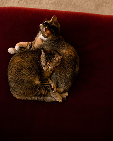 MaggieLucyKittensEDITED_4