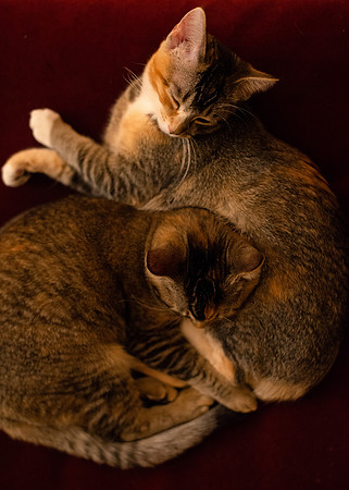 Cats_003