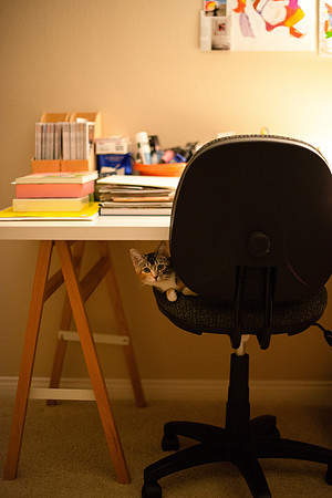Cats_005