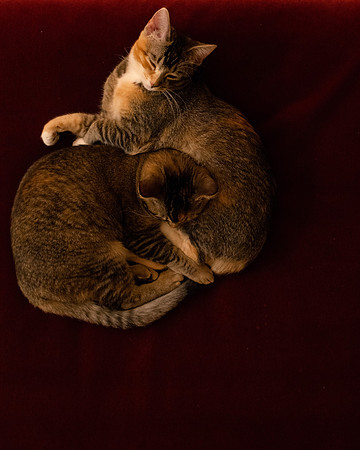 Cats_002