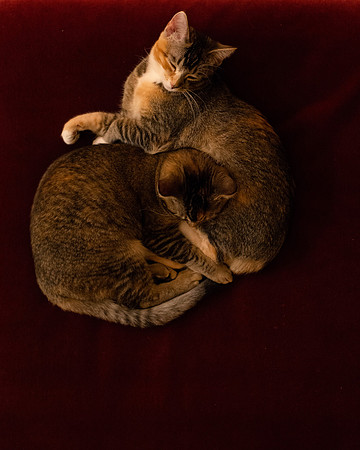 Cats_001