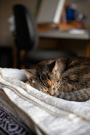Cats_MaggieLucy_002