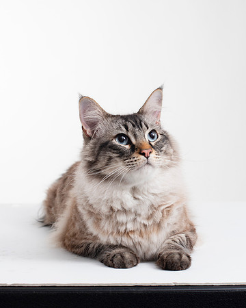 Cat002