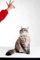 Cat004