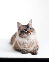 Cat001